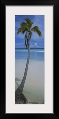 Palm tree on the beach, One Foot Island, Aitutaki, Cook Islands