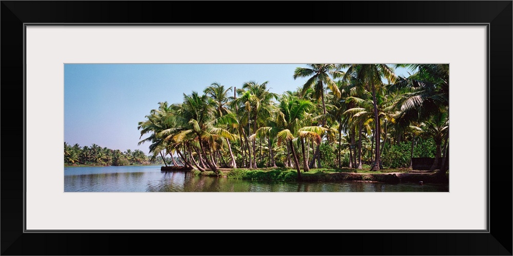 Palm trees along a river, Kerala, India