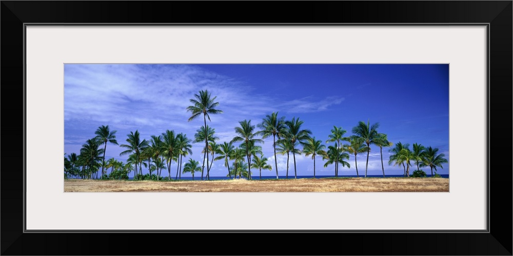 Panoramic of a row of palm trees lined up along the shore of Hawaii.