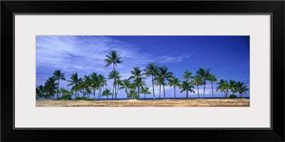 Palm Trees at Ko Olina Resort Oahu Hawaii