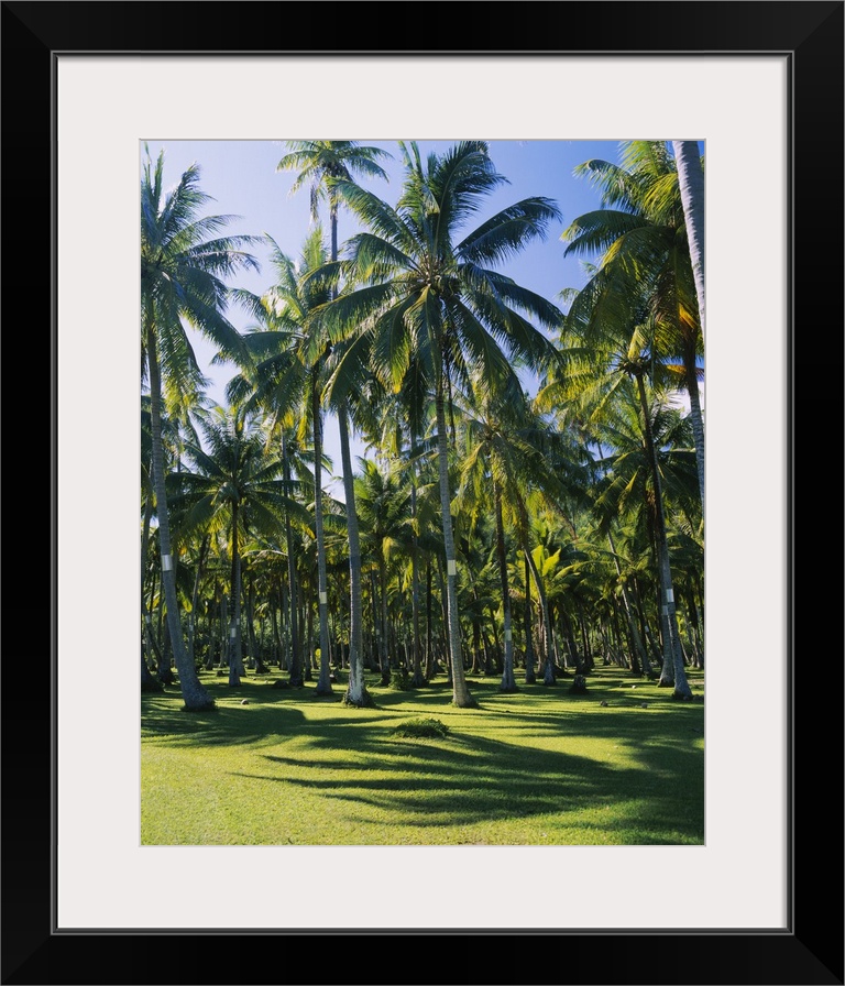 Palm trees in a forest, Ocho Rios, Jamaica