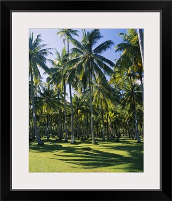 Palm trees in a forest, Ocho Rios, Jamaica