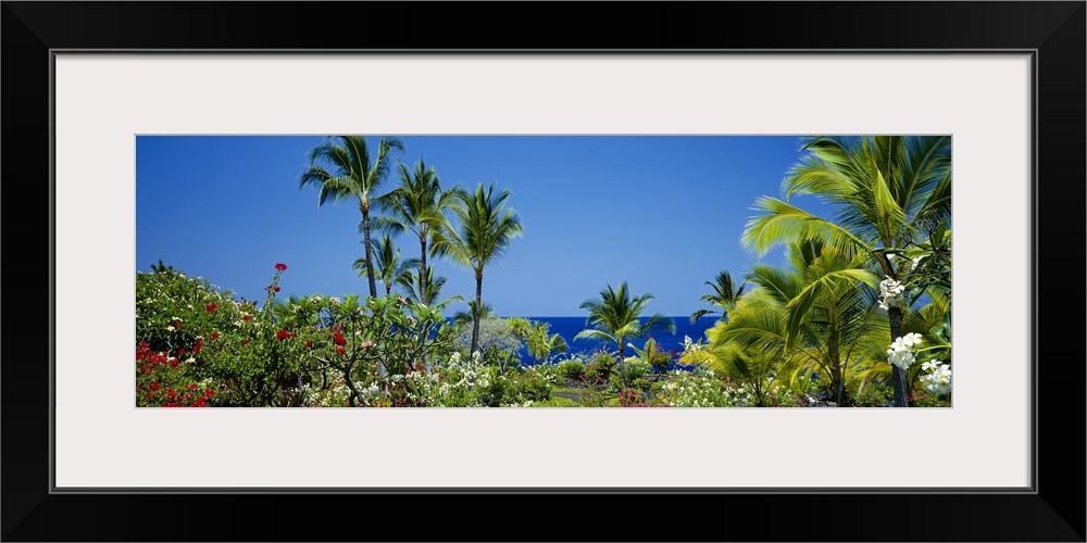 Palm trees in a garden, Tropical Garden, Kona, Hawaii