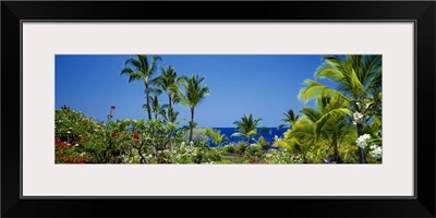 Palm trees in a garden, Tropical Garden, Kona, Hawaii