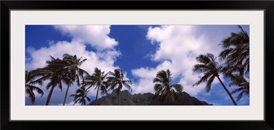 Palm trees, Koolau Range, Hawaii
