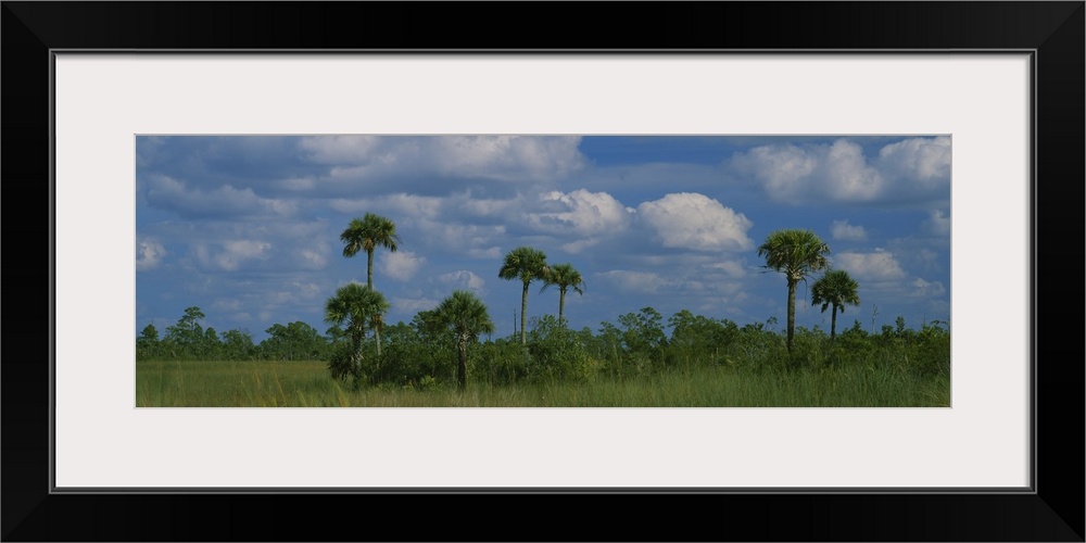 Palm trees on a landscape, Big Cypress Swamp National Preserve, Everglades National Park, Florida