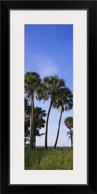 Palm trees on a landscape, Myakka River State Park, Sarasota, Florida