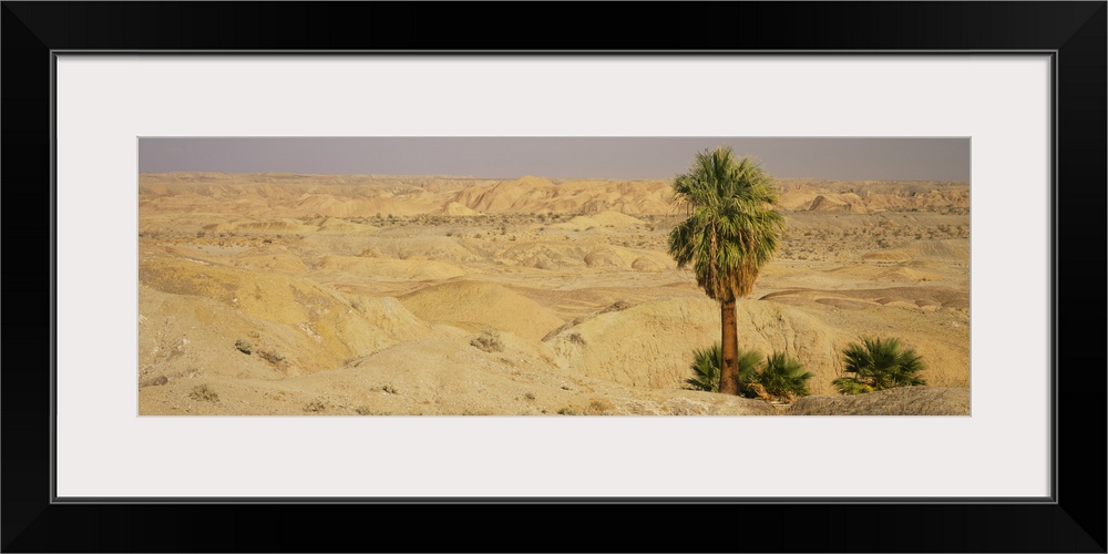 Palm trees on an arid landscape, Anza Borrego Desert State Park, California