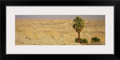 Palm trees on an arid landscape, Anza Borrego Desert State Park, California