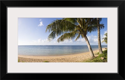 Palm trees on the beach, Anini Beach, Kauai, Hawaii