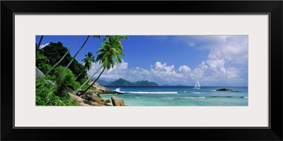 Palm trees on the beach, Anse Severe, La Digue Island, Praslin Island, Seychelles