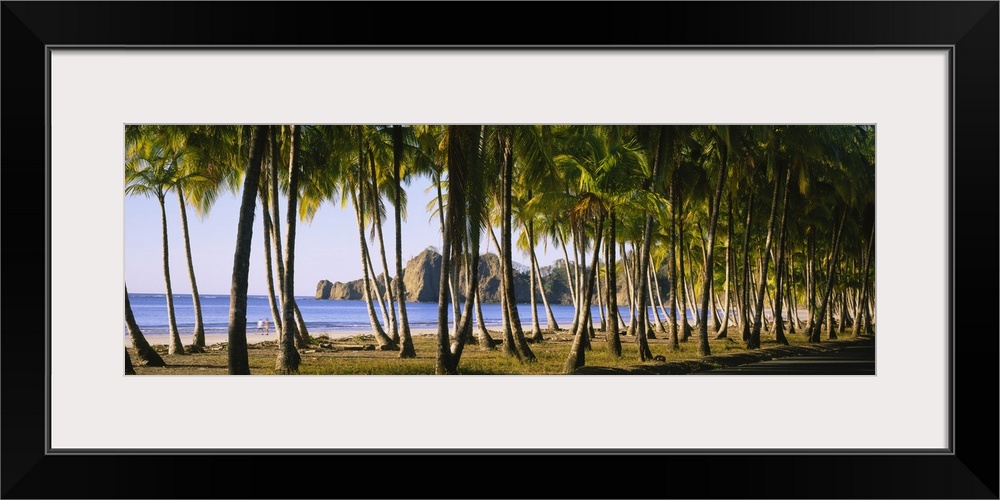 A picture is taken through a grouping of palm trees looking out toward the ocean and cliffs that line the other side of th...