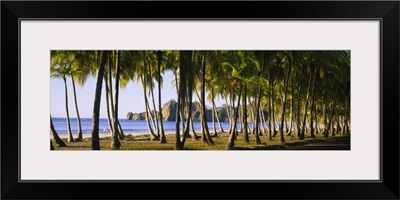 Palm trees on the beach, Carrillo Beach, Nicoya Peninsula, Guanacaste Province, Costa Rica