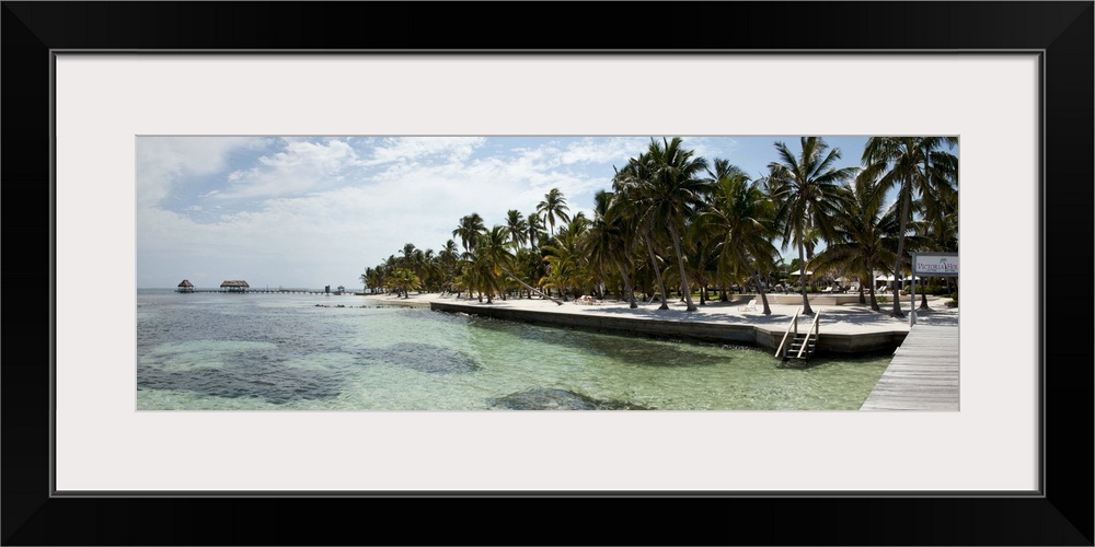 Palm trees on the beach, Corozal District, San Pedro, Ambergris Caye, Belize