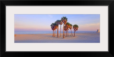 Palm trees on the beach, Florida