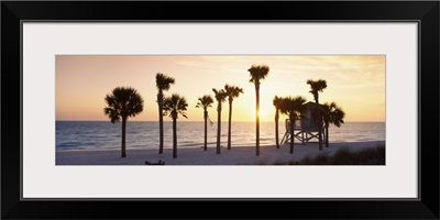 Palm trees on the beach, Gulf of Mexico, Lido Beach, St. Armands Key, Florida