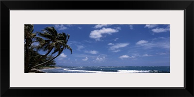 Palm trees on the beach, Hau'ula, Oahu, Hawaii