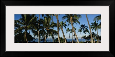 Palm trees on the beach, Hawaii