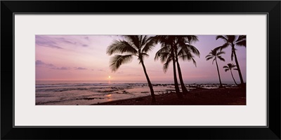 Palm trees on the beach, Keauhou, South Kona, Hawaii County, Hawaii