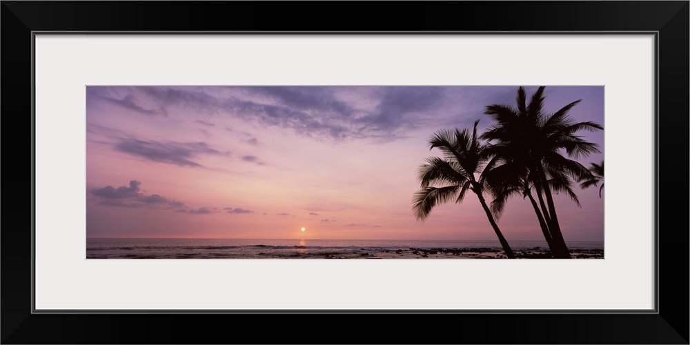 Palm trees on the beach, Keauhou, South Kona, Hawaii County, Hawaii, USA
