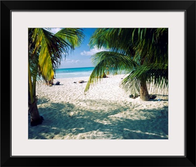 Palm trees on the beach, North Beach, Isla Mujeres, Quintana Roo, Mexico