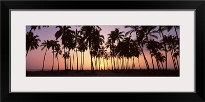Palm trees on the beach, Puu Honua O Honaunau, Hawaii