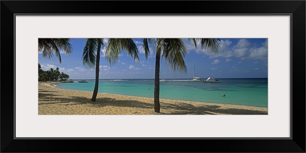 Big, panoramic photograph of palm trees swaying over Sainte Anne Beach, crystal blue waters in the background in Sainte An...