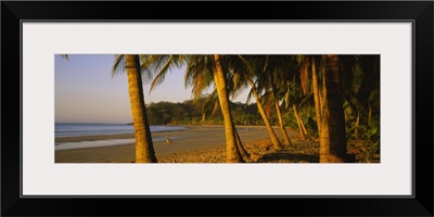 Palm trees on the beach, Samara Beach, Guanacaste Province, Costa Rica