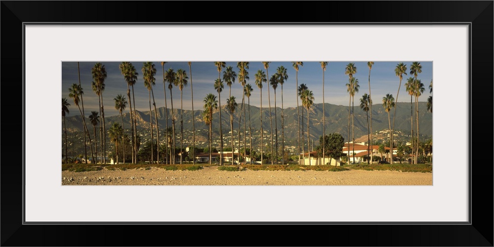 Palm trees on the beach, Santa Barbara, California,