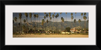 Palm trees on the beach, Santa Barbara, California,