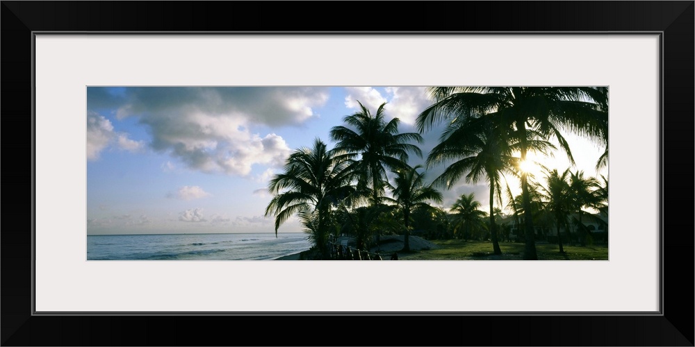 Palm trees on the beach, Varadero beach, Varadero, Matanzas, Cuba