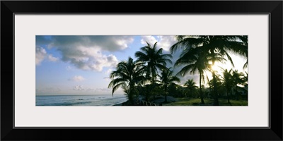 Palm trees on the beach, Varadero beach, Varadero, Matanzas, Cuba