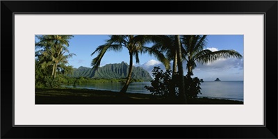 Palm trees on the waterfront, Kaneohe Bay, Oahu, Hawaii