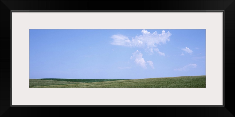 Panoramic view of cornfields, Iowa