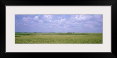 Panoramic view of cornfields, Iowa