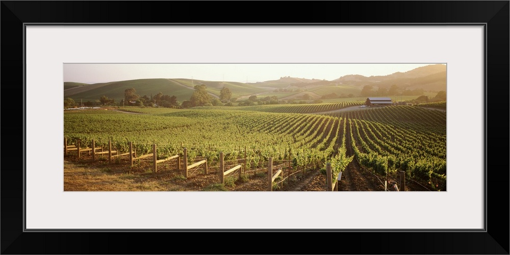 This decorative wall art is a photograph of grapes growing in a field.