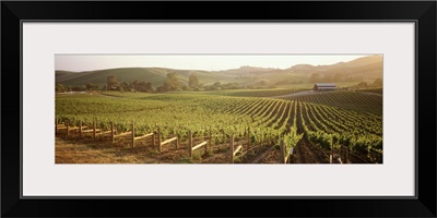 Panoramic view of vineyards, Carneros District, Napa Valley, California