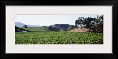 Panoramic view of vineyards, Napa Valley, California