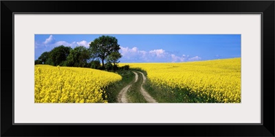 Path and Rape Fields Germany