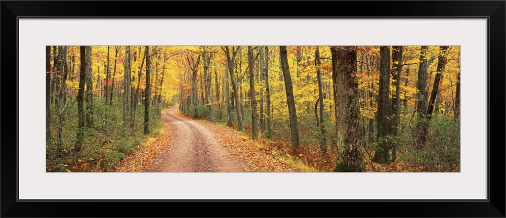 This is a dirt road through an autumn forest on the east coast in this panoramic photograph.