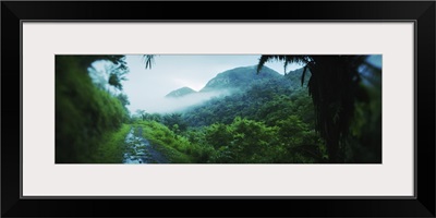 Path in a rainforest, Cayo District, Belize