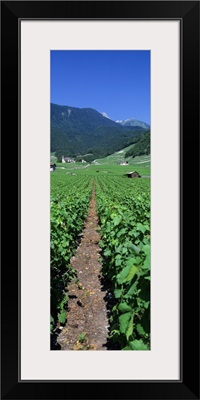Path in a vineyard, Valais, Switzerland