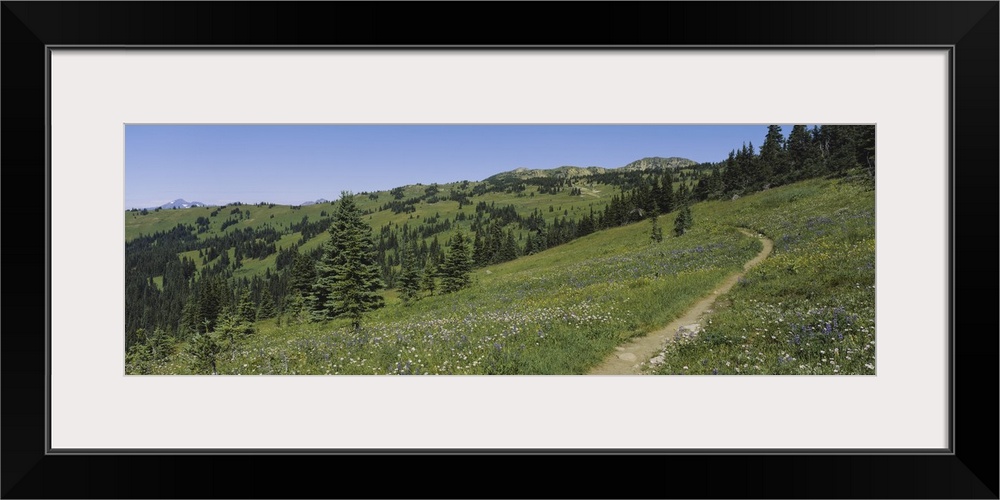 Path on a field, Alpine meadow, Manning Provincial Park, British Columbia, Canada