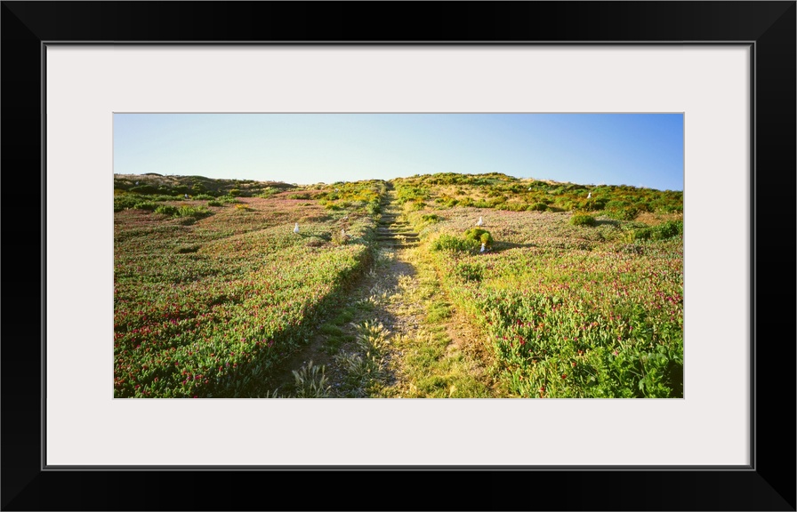 Pathway in a field, Anacapa Island, Channel Islands National Park, Santa Barbara County, California, USA