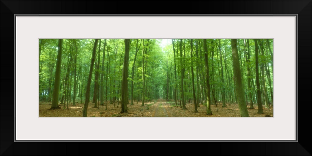 Pathway Through Forest Mastatten Germany