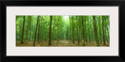 Pathway Through Forest Mastatten Germany