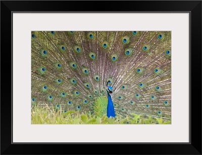 Peacock fanning out its tail