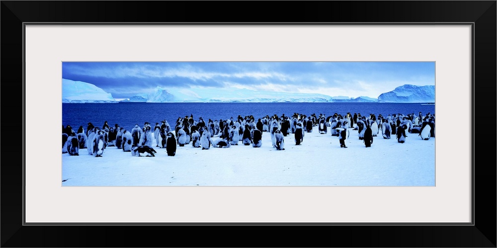 Penguins Cape Darnley Antarctica