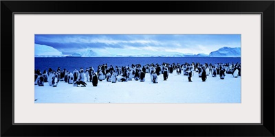 Penguins Cape Darnley Antarctica