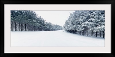 Pine treelined road covered with snow, Illinois